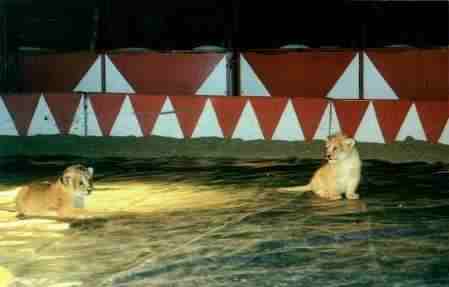 STAGE DE CIRQUE